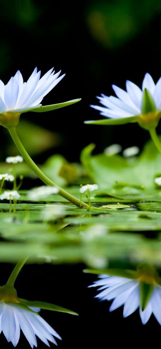 flowers, herbs, water, surface, reflection