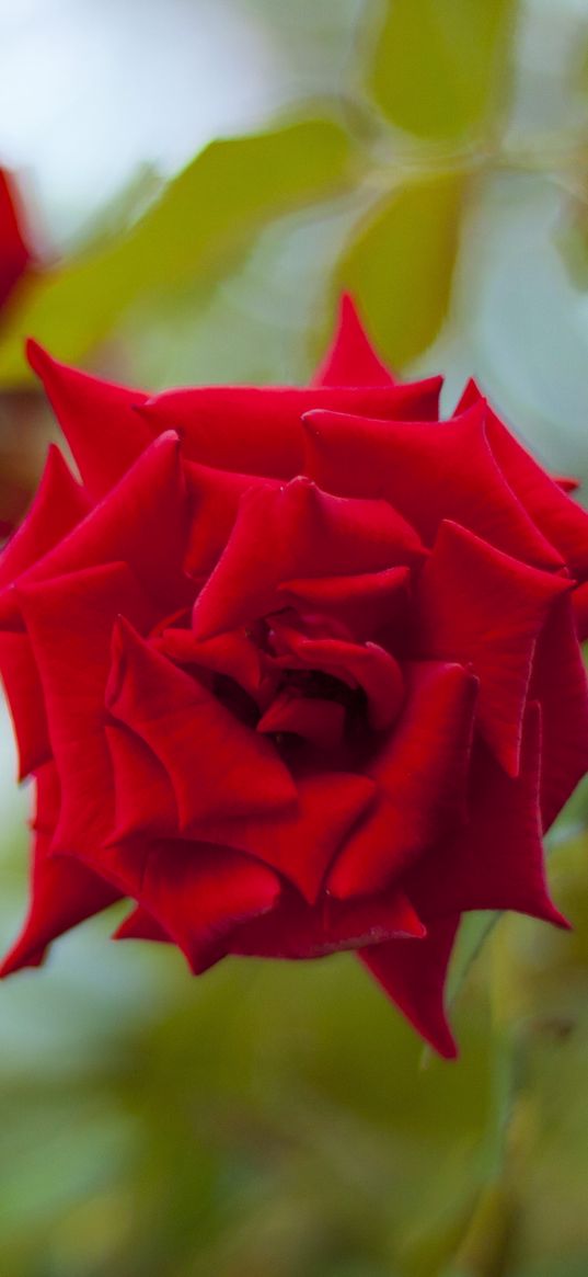 roses, flowers, leaves, three, buds