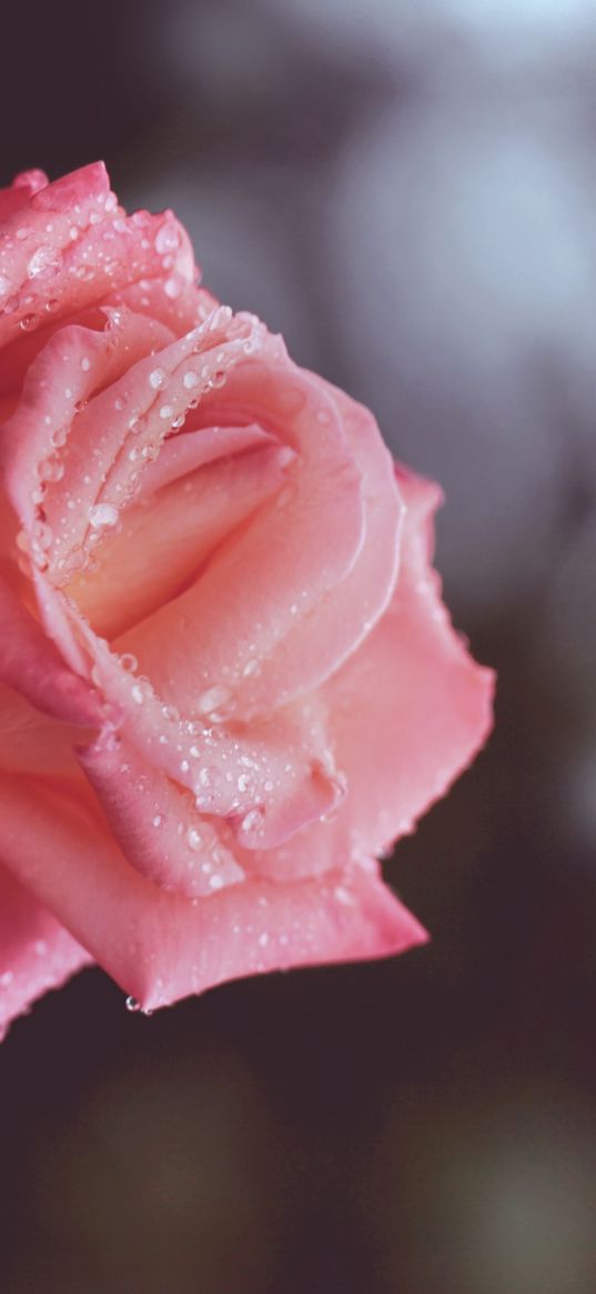 rose drops, stem, bud, close-up