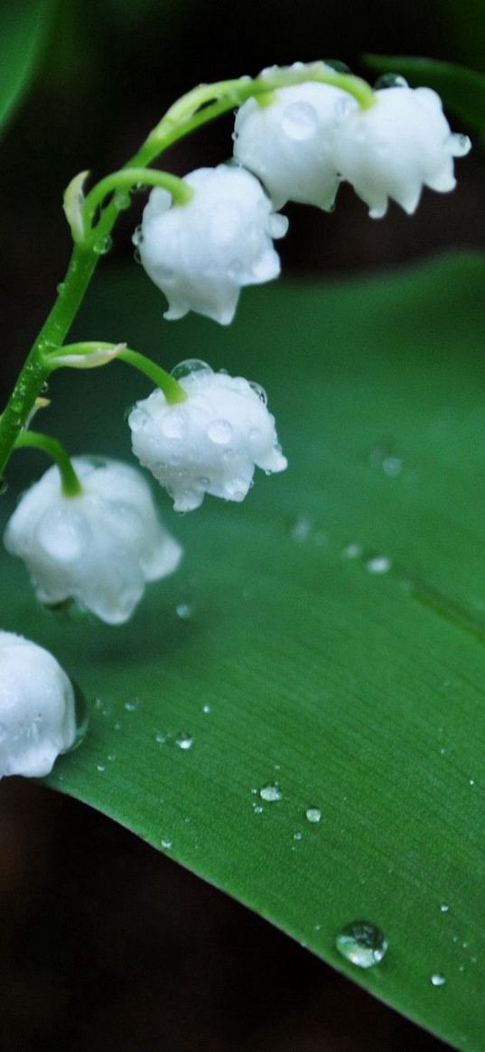 muguet, flower, bell, drops, dew, morning, leaves