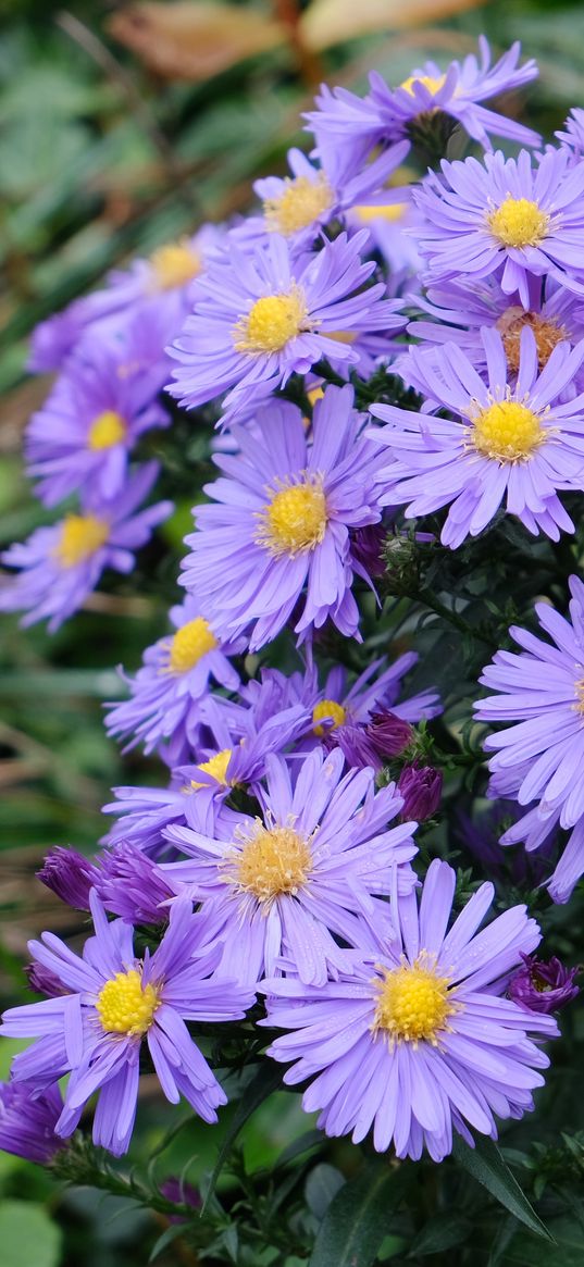 aster, flowers, plants, purple, macro