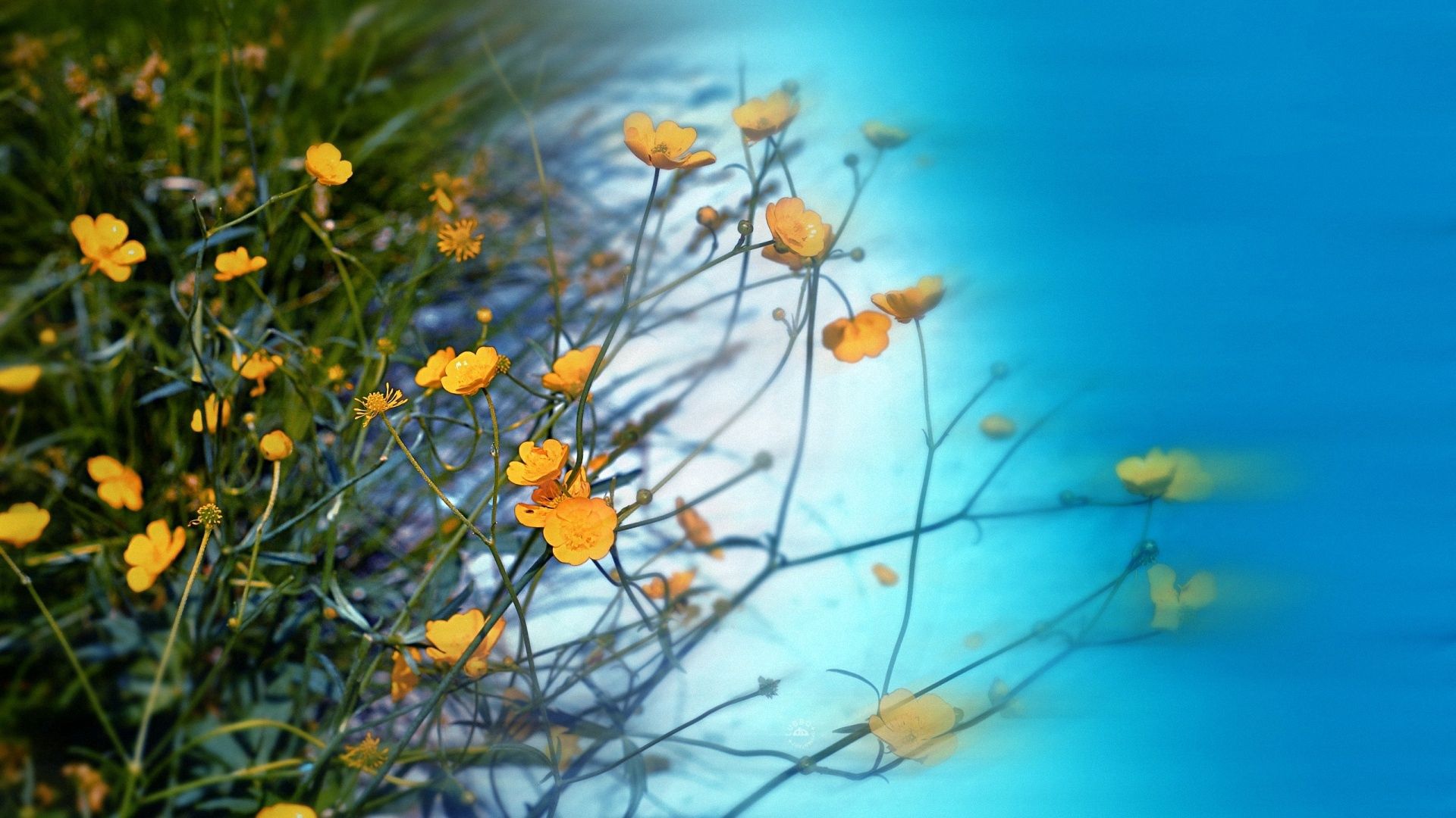 wild flowers, greenery, sky