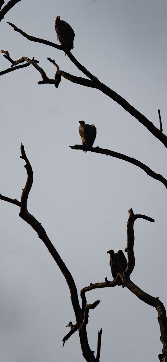 vultures, birds, tree, branches