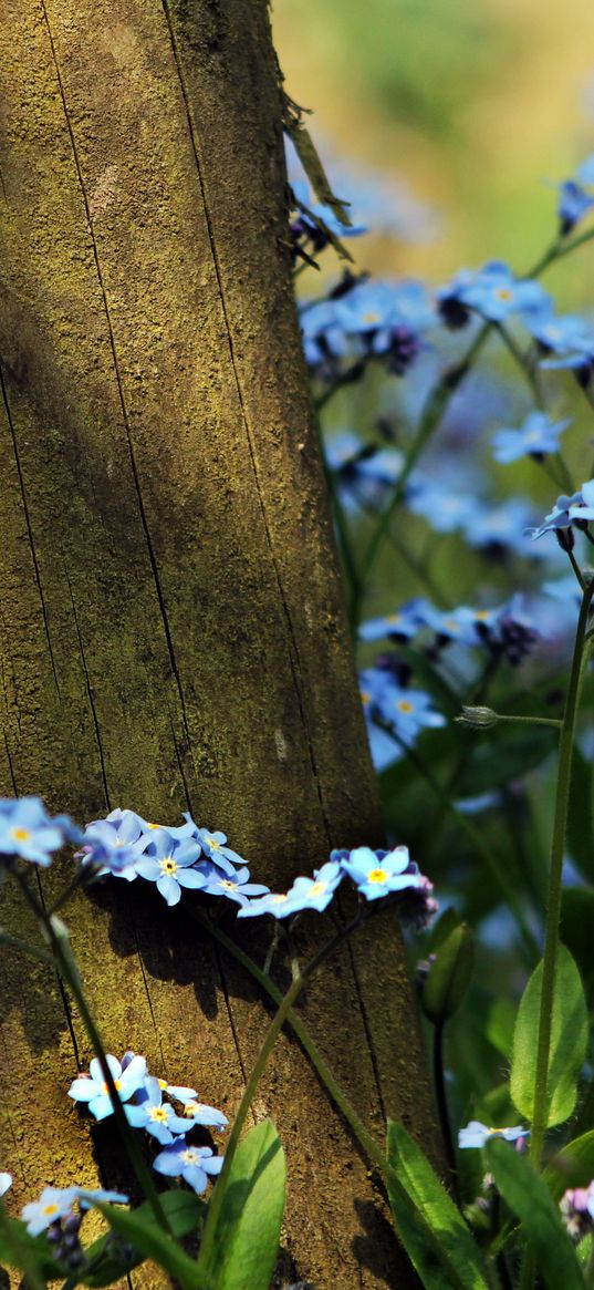 log, sineglazki, nature, flowers