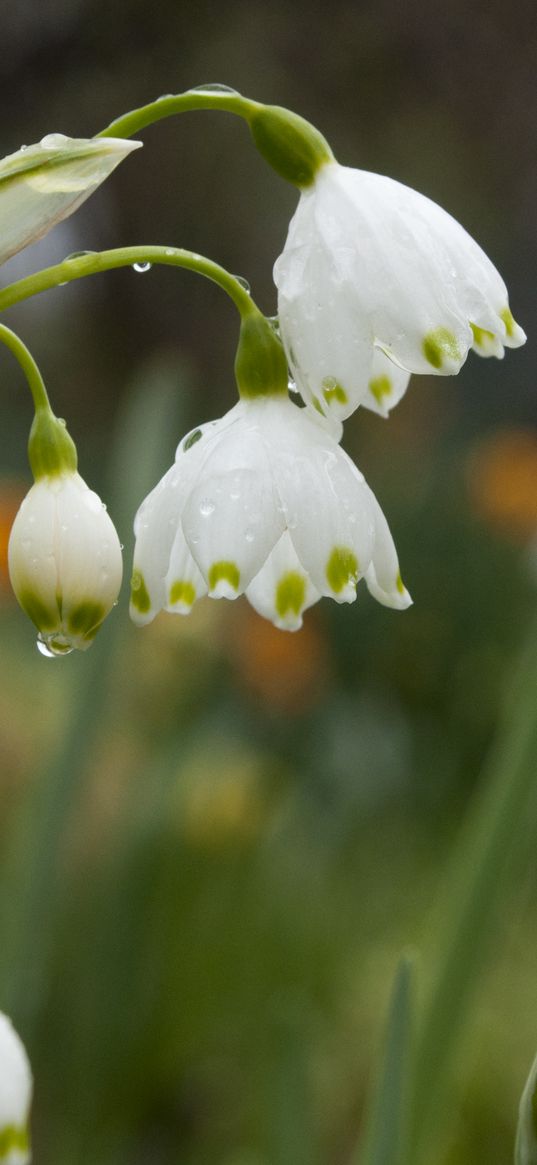 snowdrops, flowers, drops, spring, macro