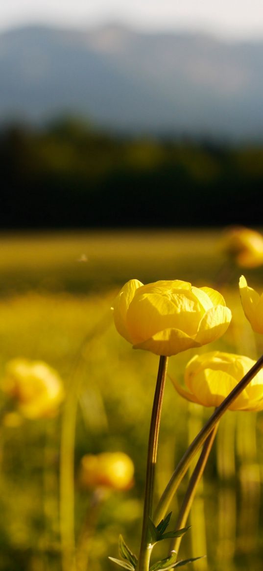 meadow, globe flower, blur, flowers