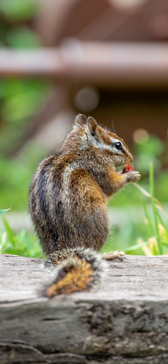 chipmunk, animal, cute, wildlife