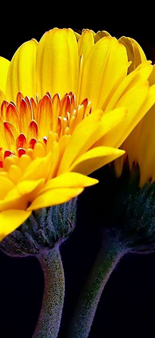 flower, yellow, reflection, mirror