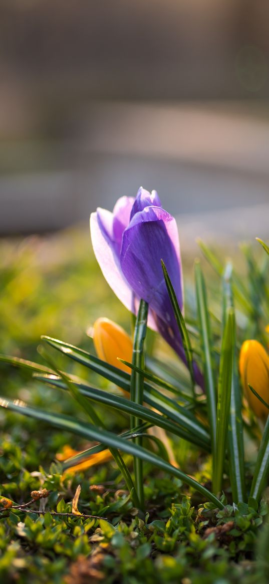 crocuses, flowers, plant, macro