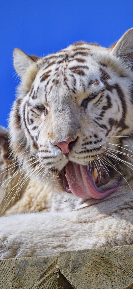 bengal tiger, tiger, animal, predator, protruding tongue