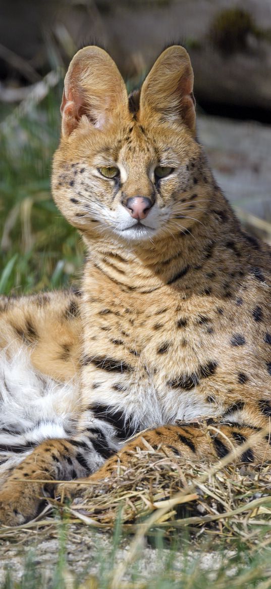 serval, animal, predator, big cat