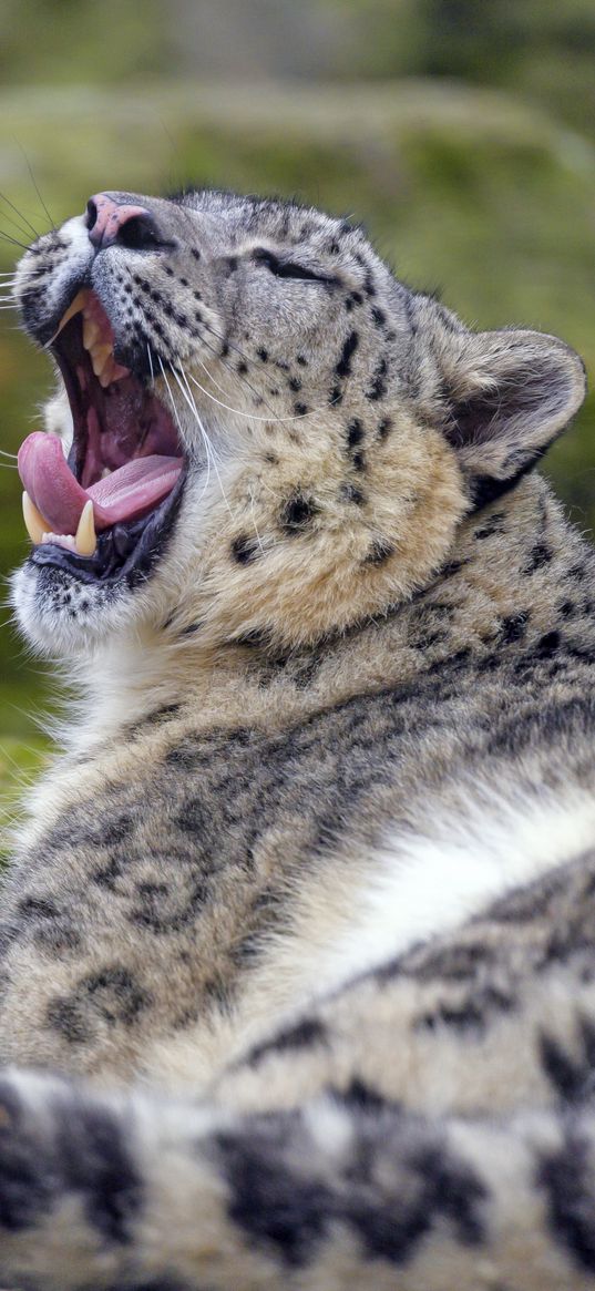 irbis, snow leopard, animal, predator, yawn, protruding tongue