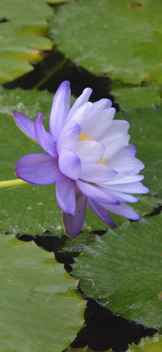 water lilies, flower, petals, macro