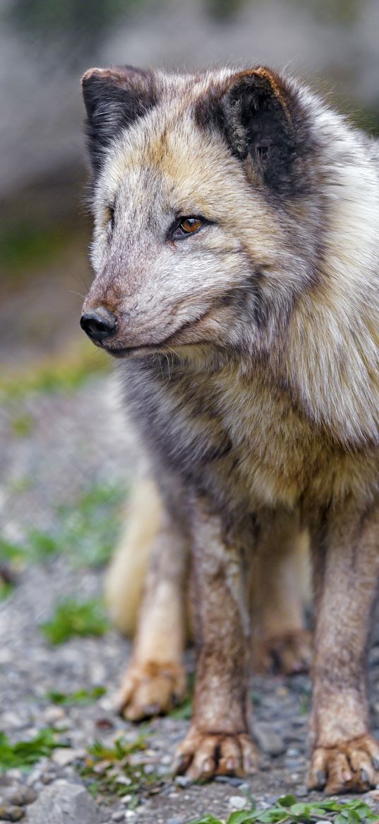 arctic fox, fox, predator, animal