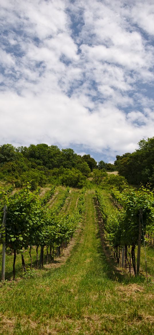 vineyard, trees, field, plantation, nature