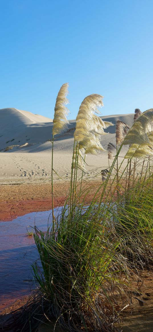 desert, oasis, sand, reeds, plant, hills, nature