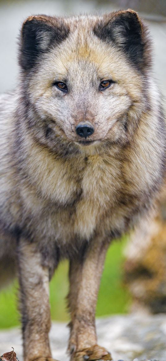 arctic fox, fox, animal, predator