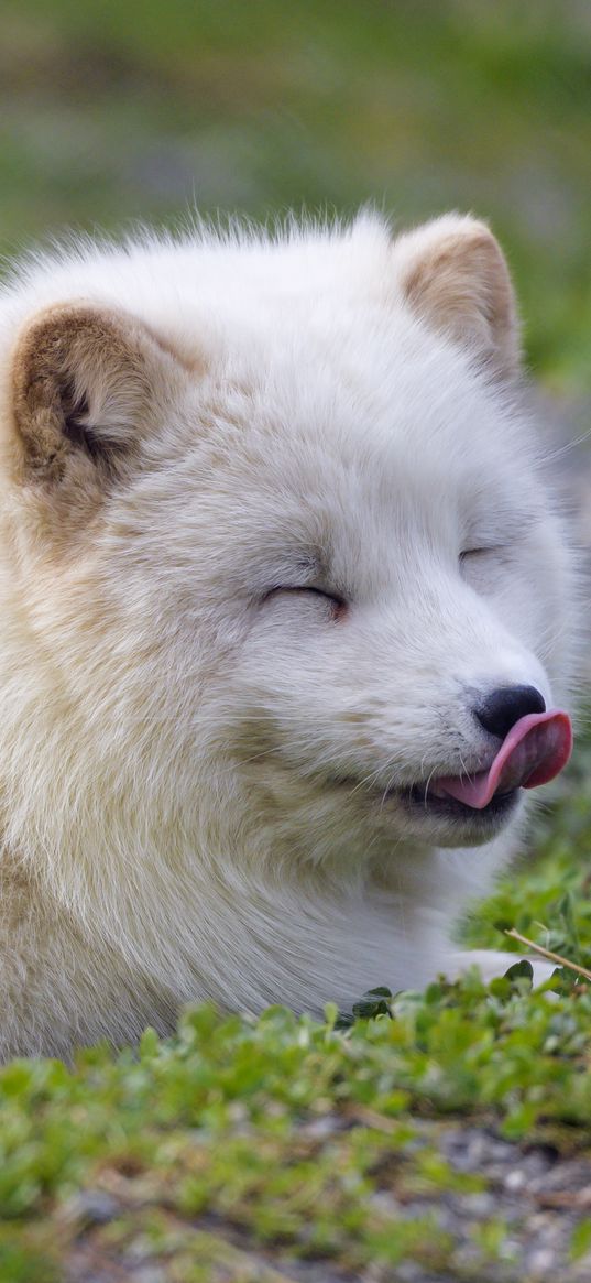 arctic fox, fox, animal, predator, protruding tongue, cute, fluffy