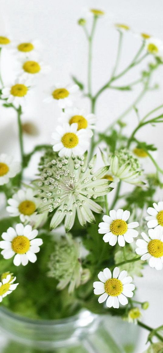 chamomile, flowers, jar, table, morning, breakfast