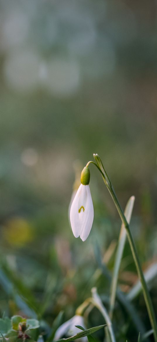 snowdrops, flowers, macro, spring