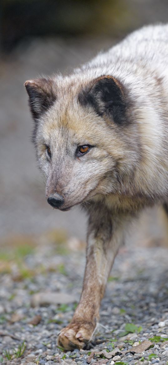 arctic fox, fox, glance, predator, animal