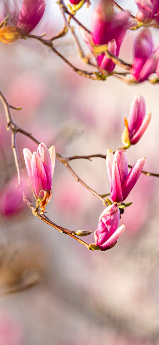 magnolia, flowers, branches, spring, macro, pink