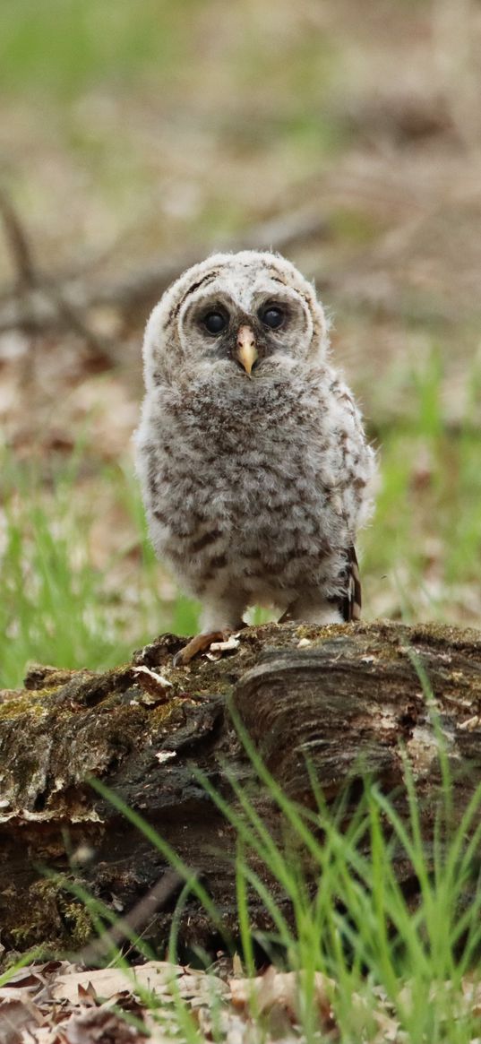 owl, chick, bird, tree, wildlife