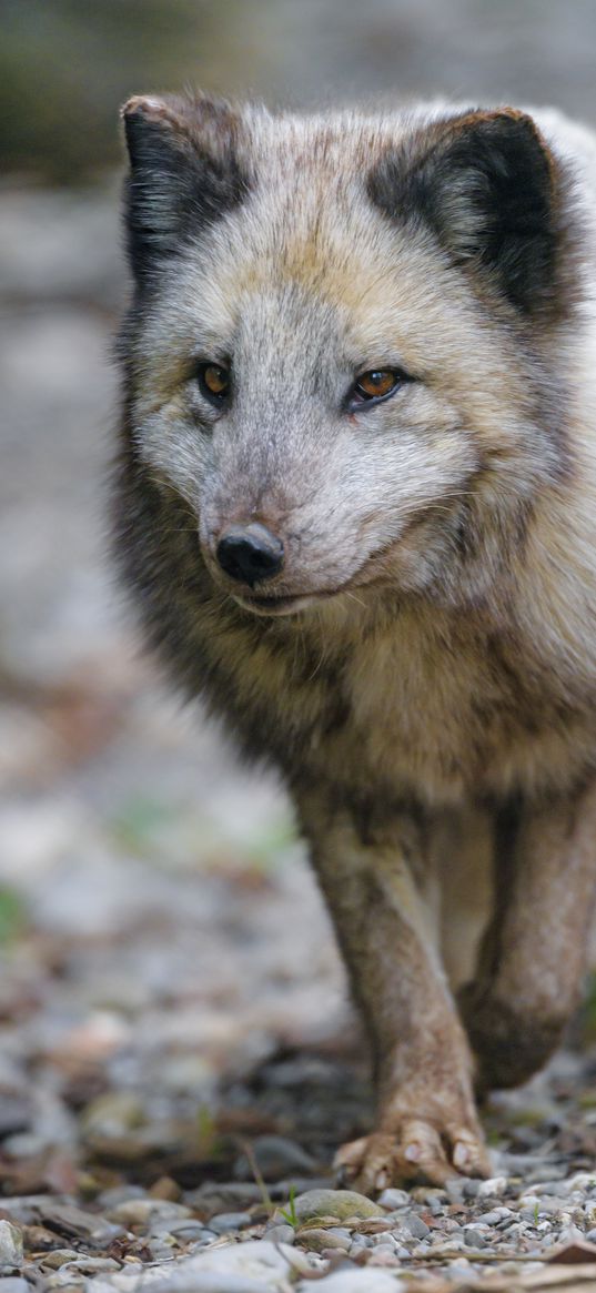 arctic fox, fox, predator, wildlife