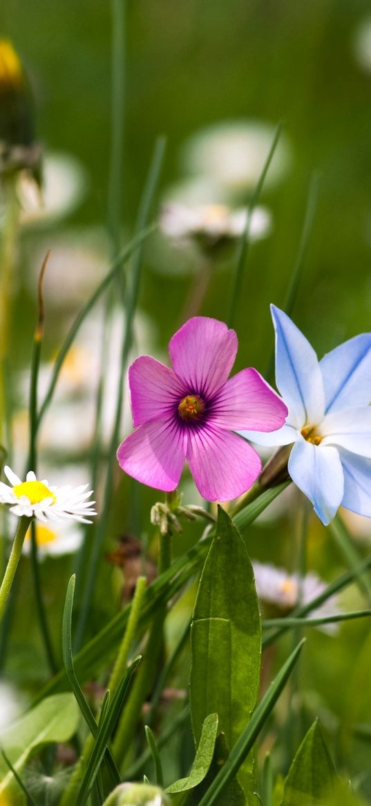 flowers, meadow, summer, grass, nature, mood