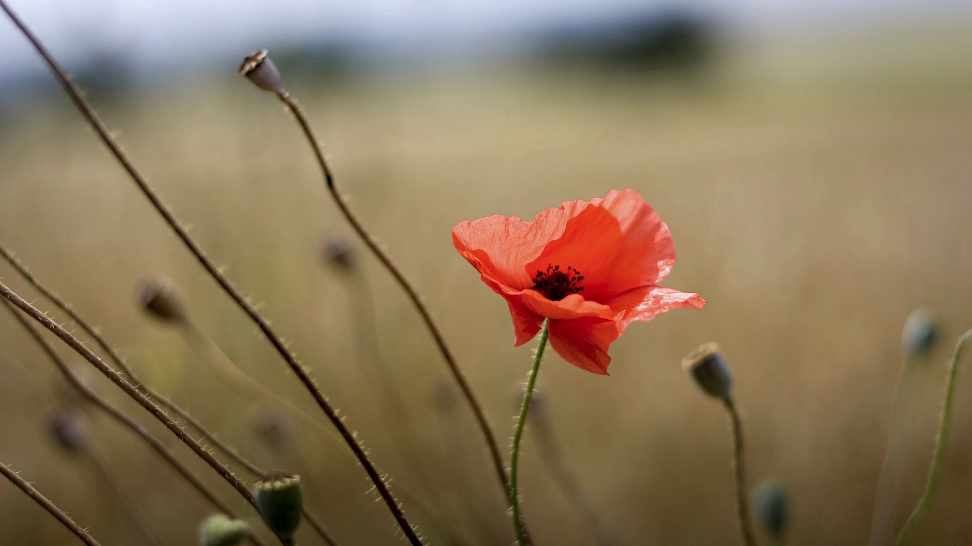 poppy seeds, stems, box, boxes