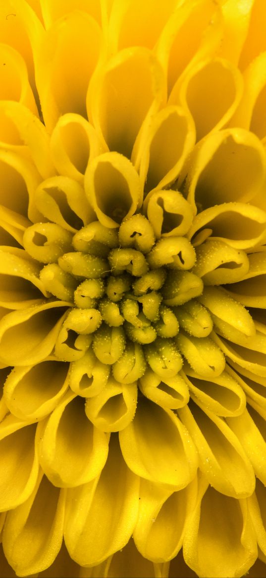 chrysanthemum, flower, petals, yellow, macro