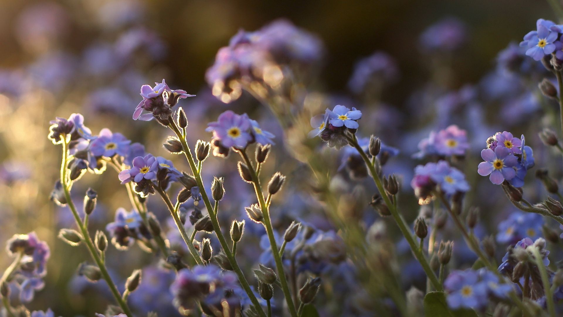 me-nots, tiny, flowers, field, blue