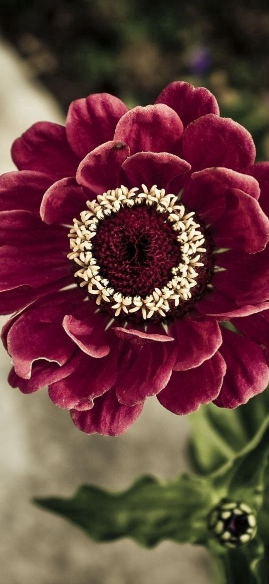 flower, petals, velvety, green, bud