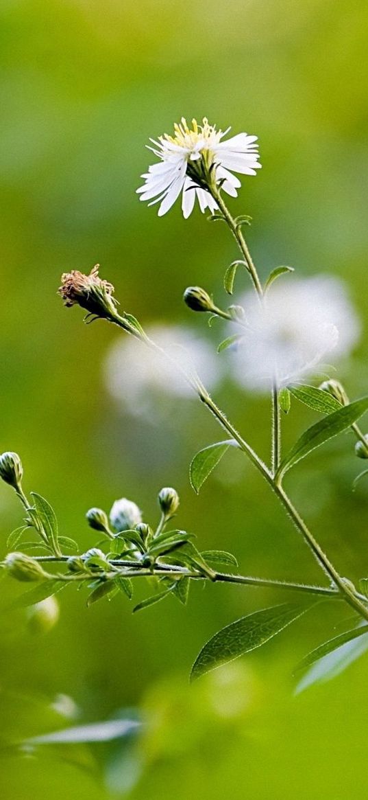 flowers, field, greens, blurring