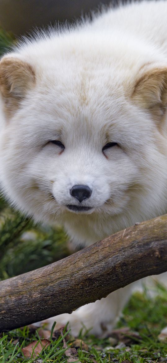 arctic fox, fox, animal, white, furry, cute