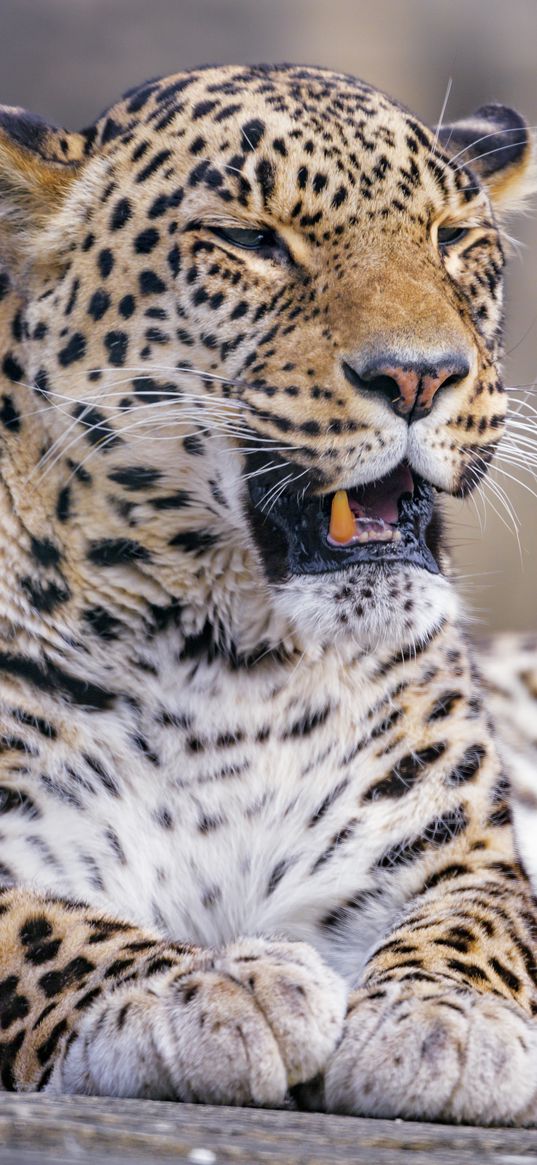 leopard, animal, predator, yawn, big cat