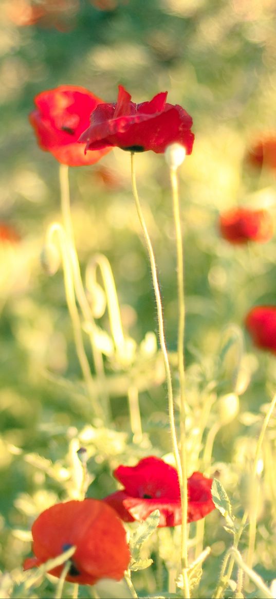 poppies, flowers, field, blur, summer