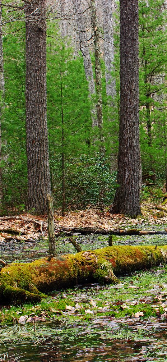 forest, trees, swamp, nature