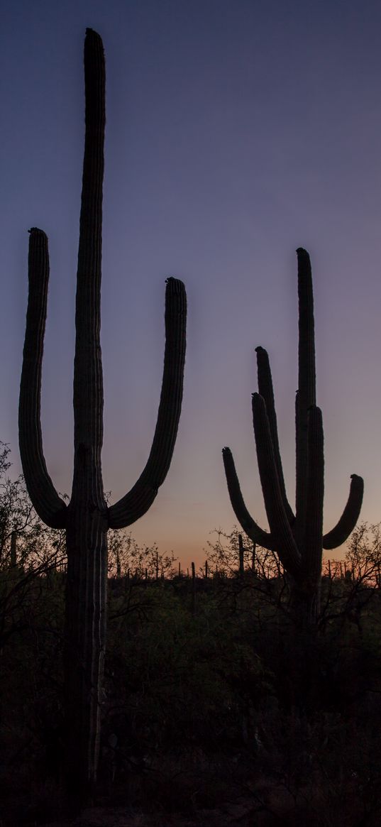 cacti, plants, silhouettes, twilight, dark