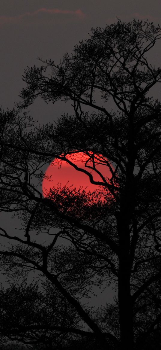 tree, sun, sunset, dusk, dark, nature