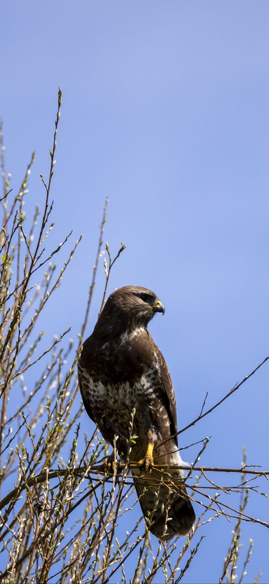 falcon, bird, brown, branches, wildlife