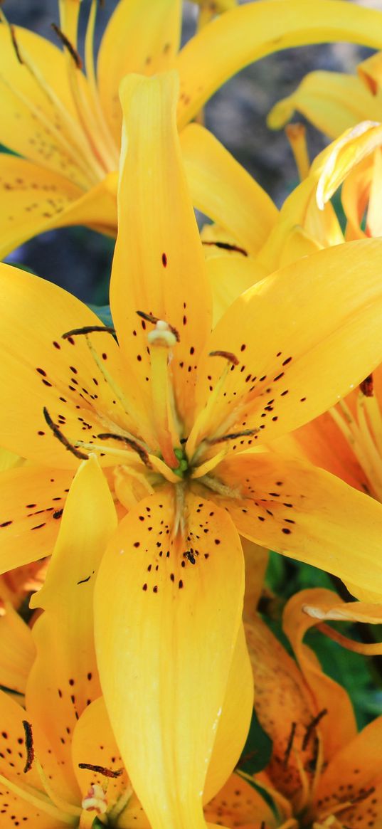 lily, flowers, bud, stamens