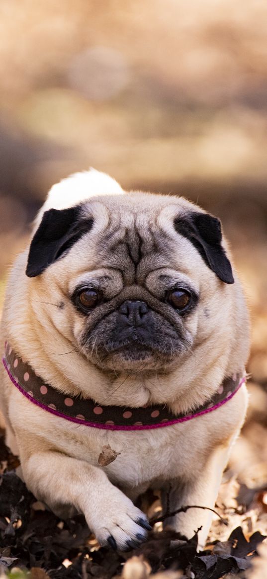 pug, dog, pet, leaves, autumn