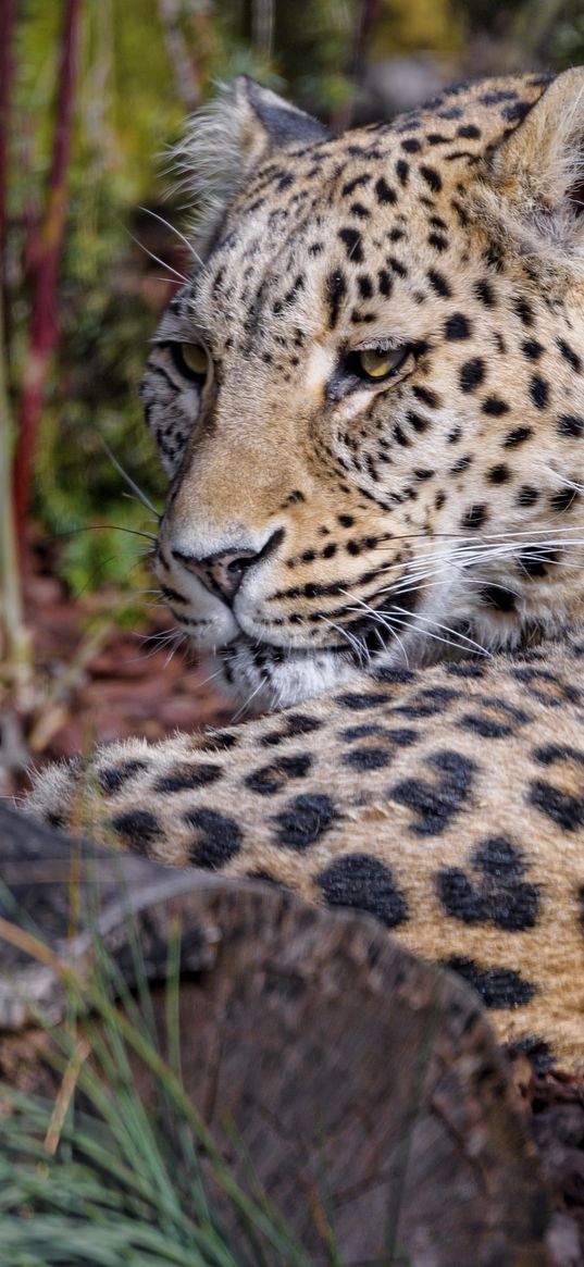 leopard, predator, animal, glance, relax