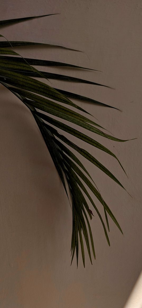 palm tree, leaves, wall, minimalism, aesthetics