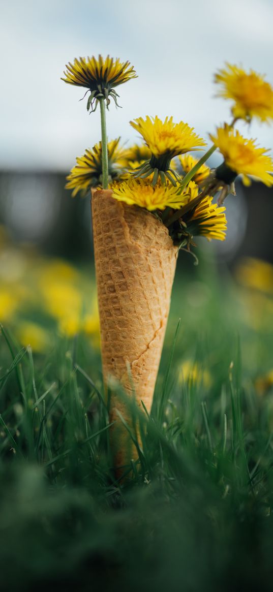 dandelions, flowers, grass, horn