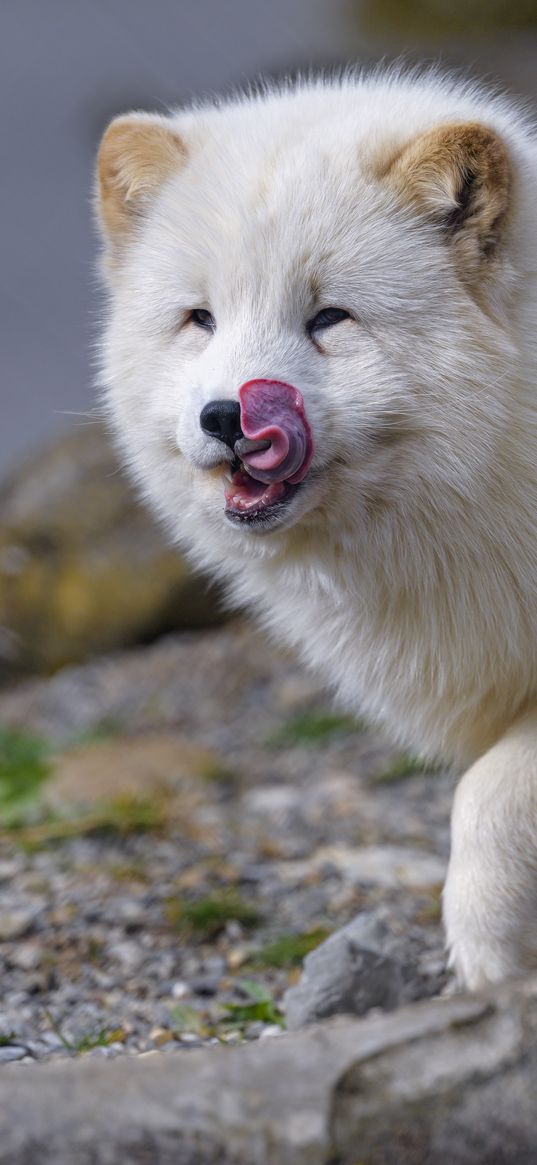 arctic fox, fox, protruding tongue, fluffy