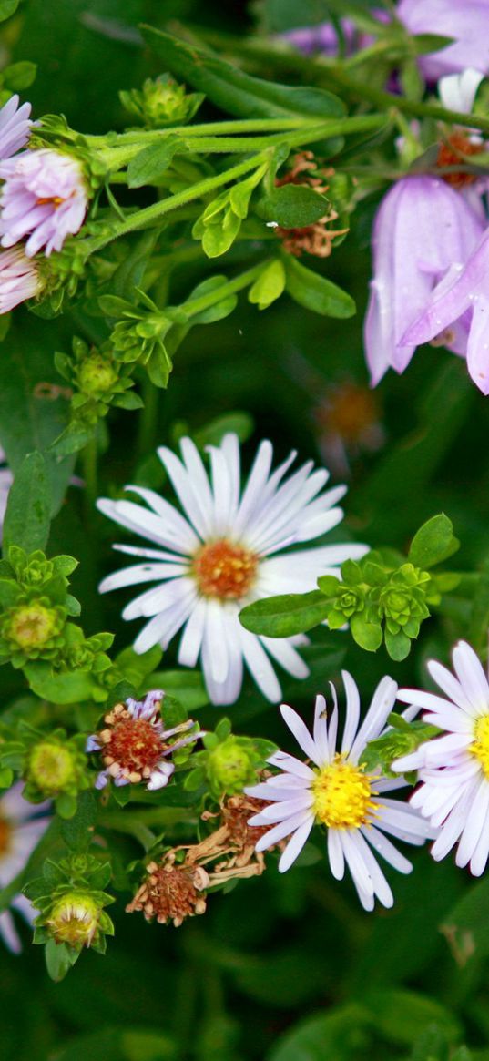 daisies, flowers, bells, herbs, spring