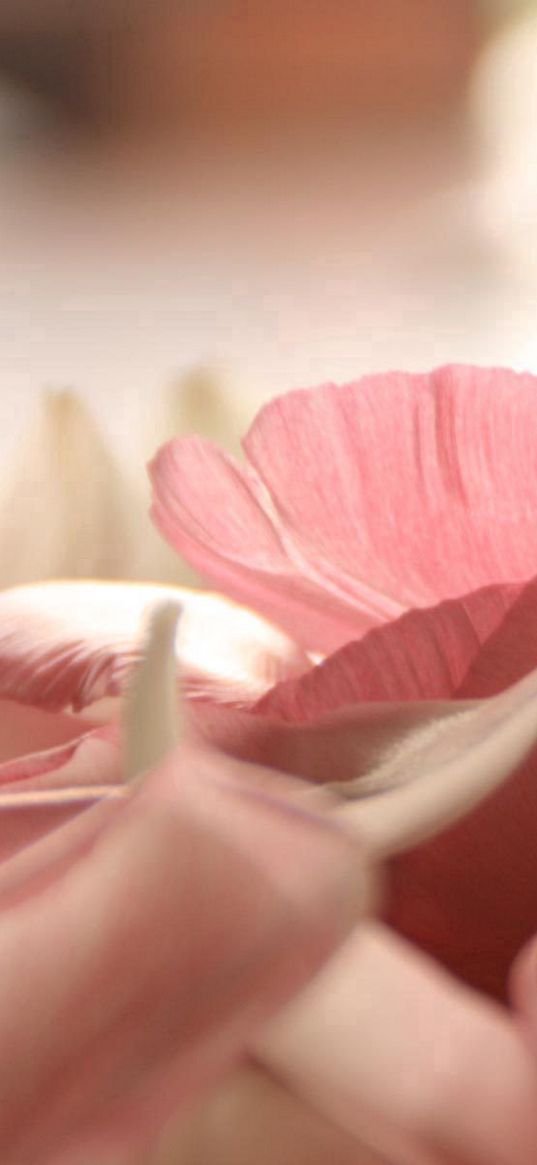 petals, light pink, close-up