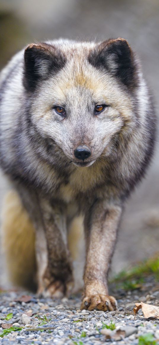 arctic fox, animal, gray, furry, wildlife